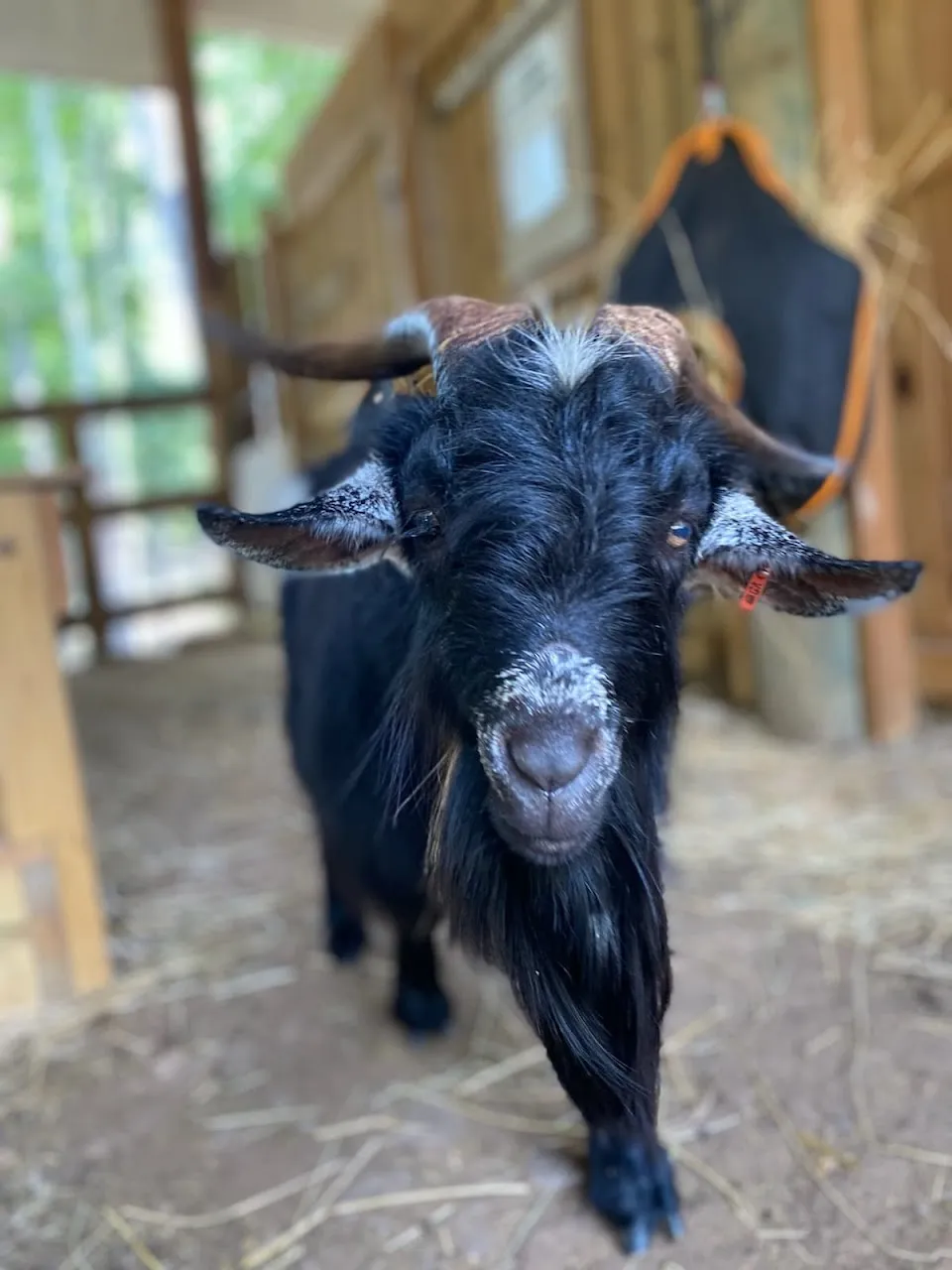 Hidden Acres Animal Sanctuary, Therapy & Rescue