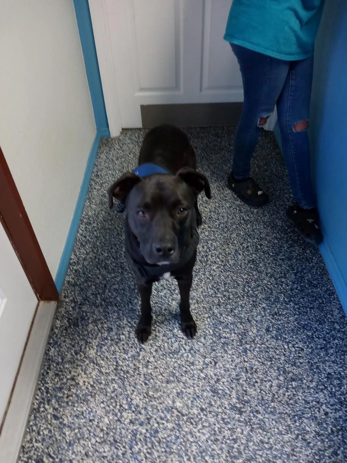 Four Paws Dog Day Camp-Kennel