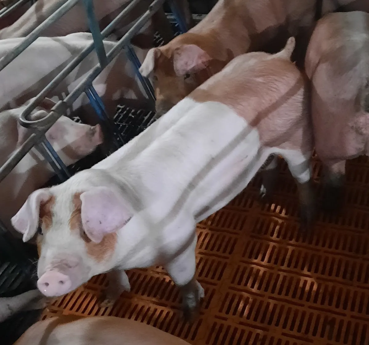 Anderson Farms Pork