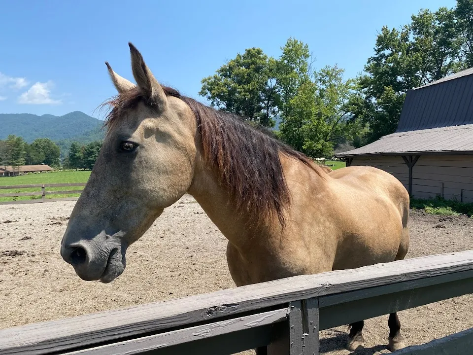 Dillard House Stables