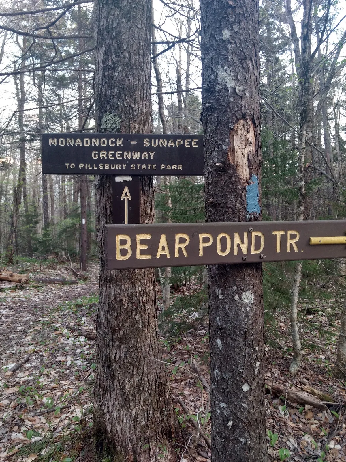 Bear Pond Trail at Pillsbury State Park