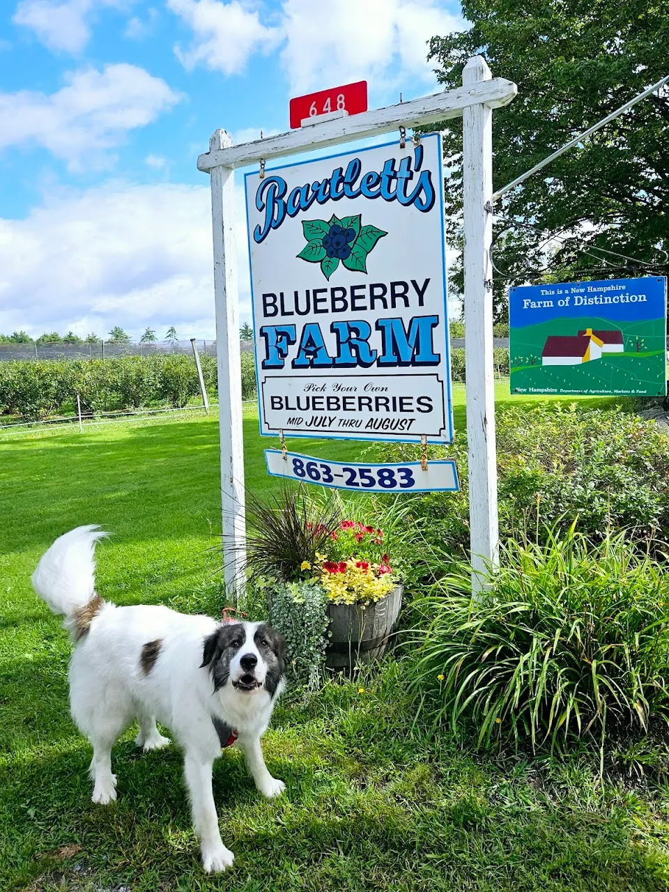 Bartlett's Blueberry Farm