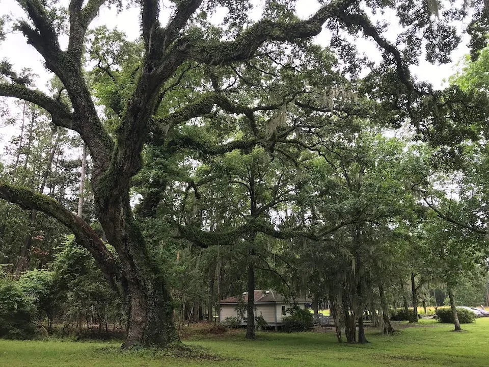 Francis Marion National Forest