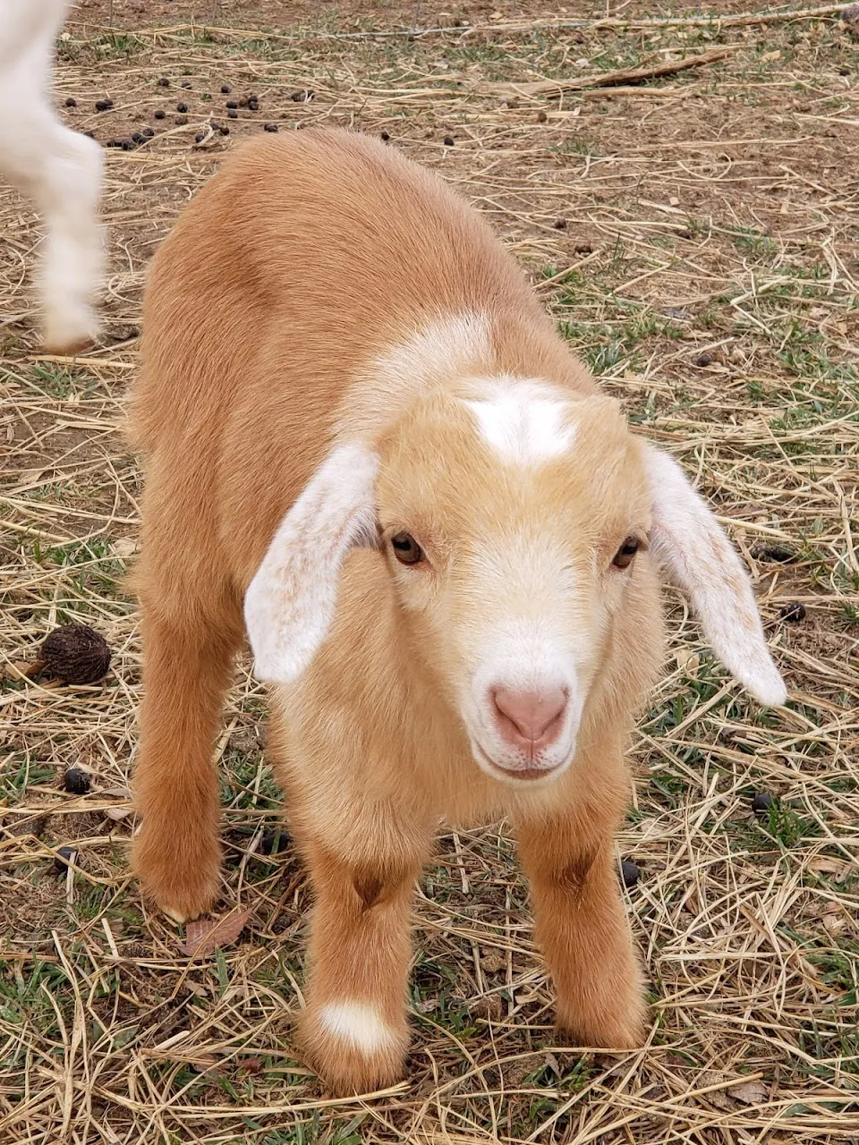 Little Eden Alpaca Farm