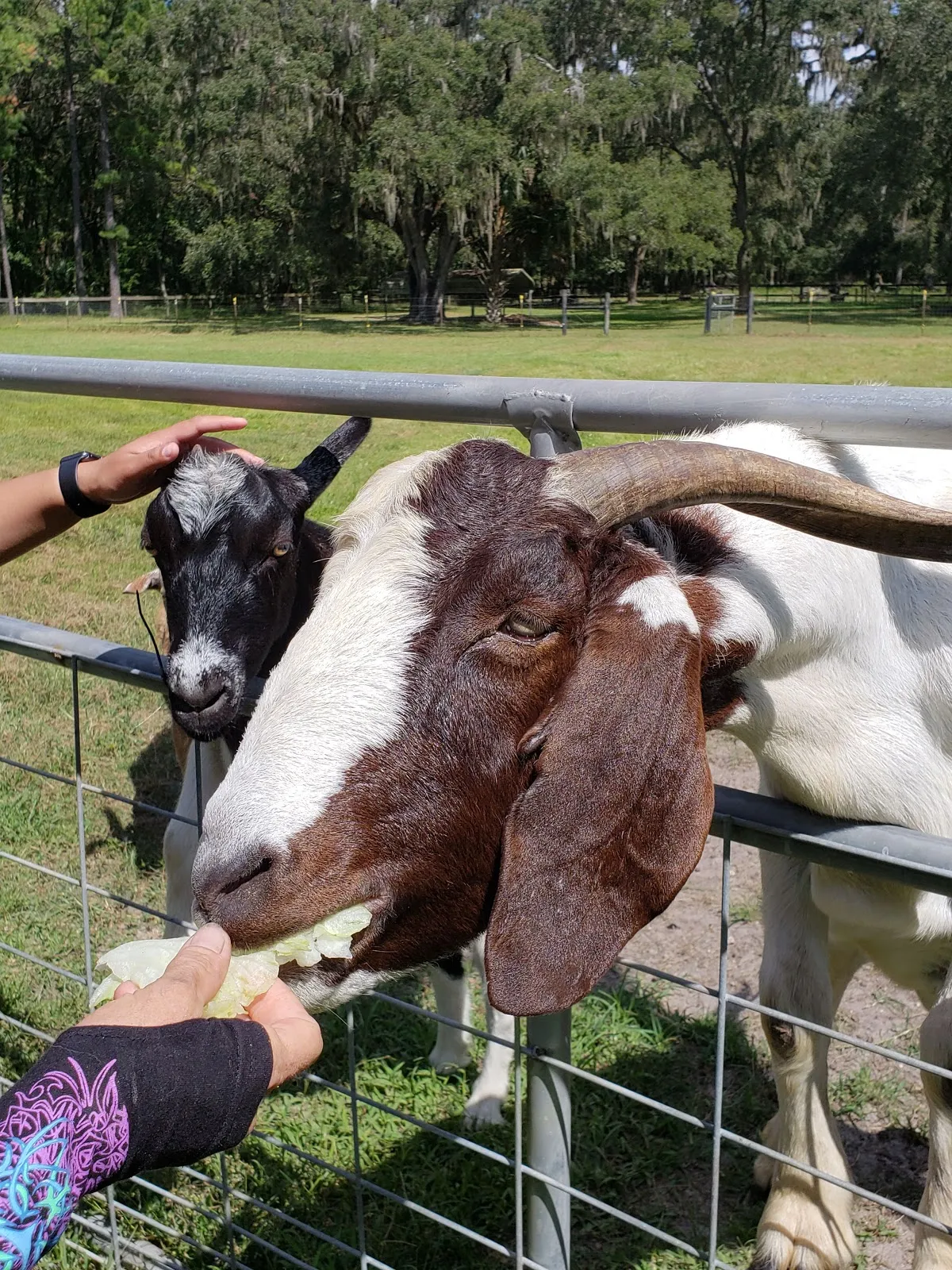 Golden Rainbow Ranch