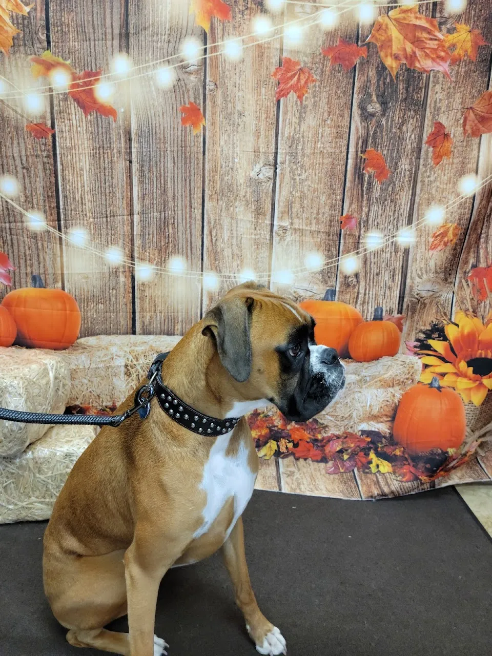 Bayshore Animal Hospital Port Orange