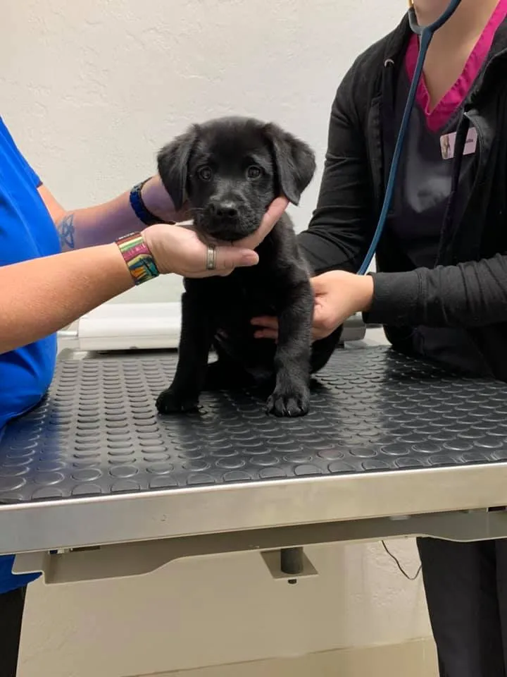 Glencoe Veterinary Hospital
