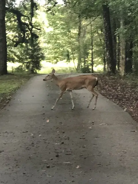 McKethan Lake Recreation Area Withlacoochee State Forest