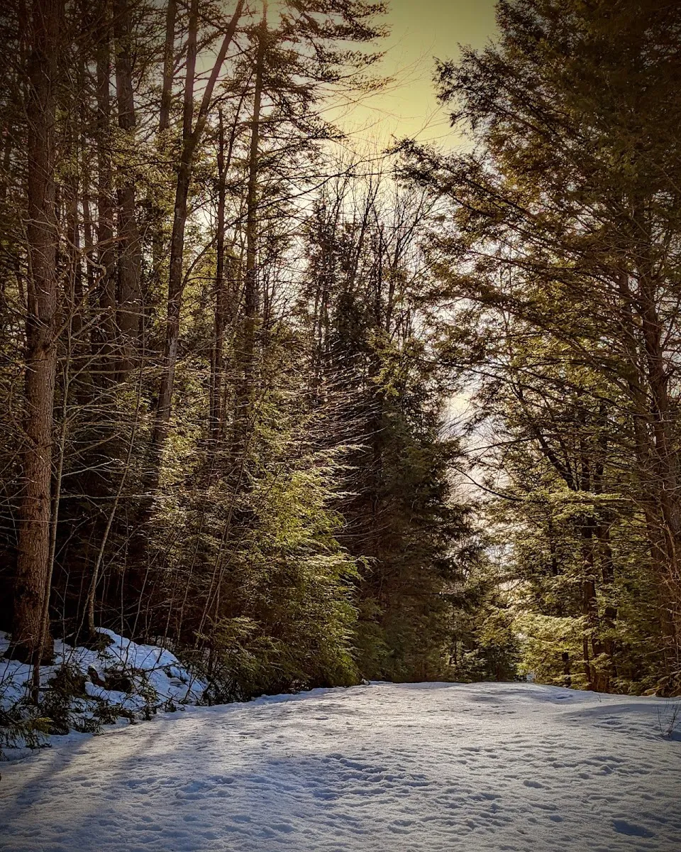 Cornish Town Forest