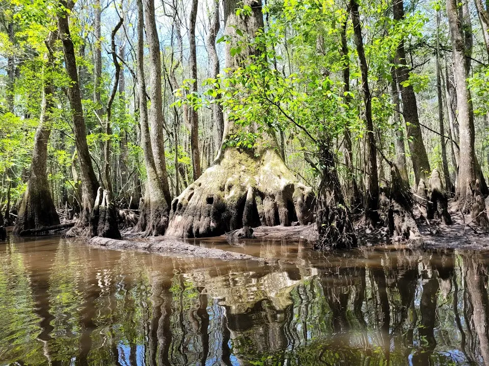 Audubon's Beidler Forest Sanctuary