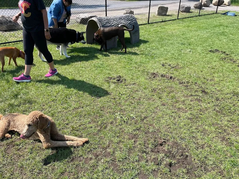 Dog Park
