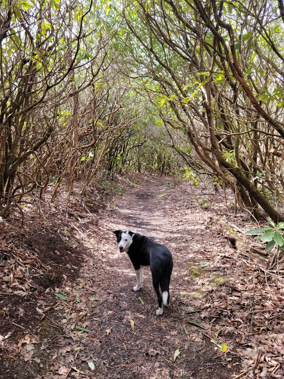 Pickens Nose Trailhead