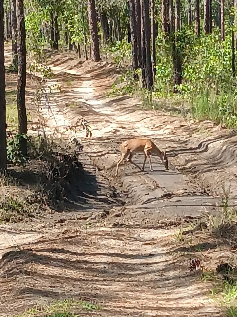 Croom Wildlife Management Area