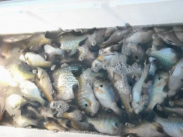 S and S Fishing Guide Service Santee Cooper Lakes