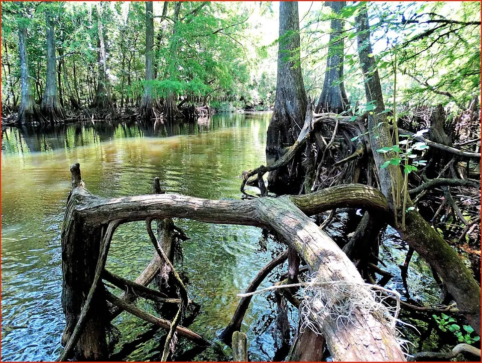 Lake Townsen Preserve