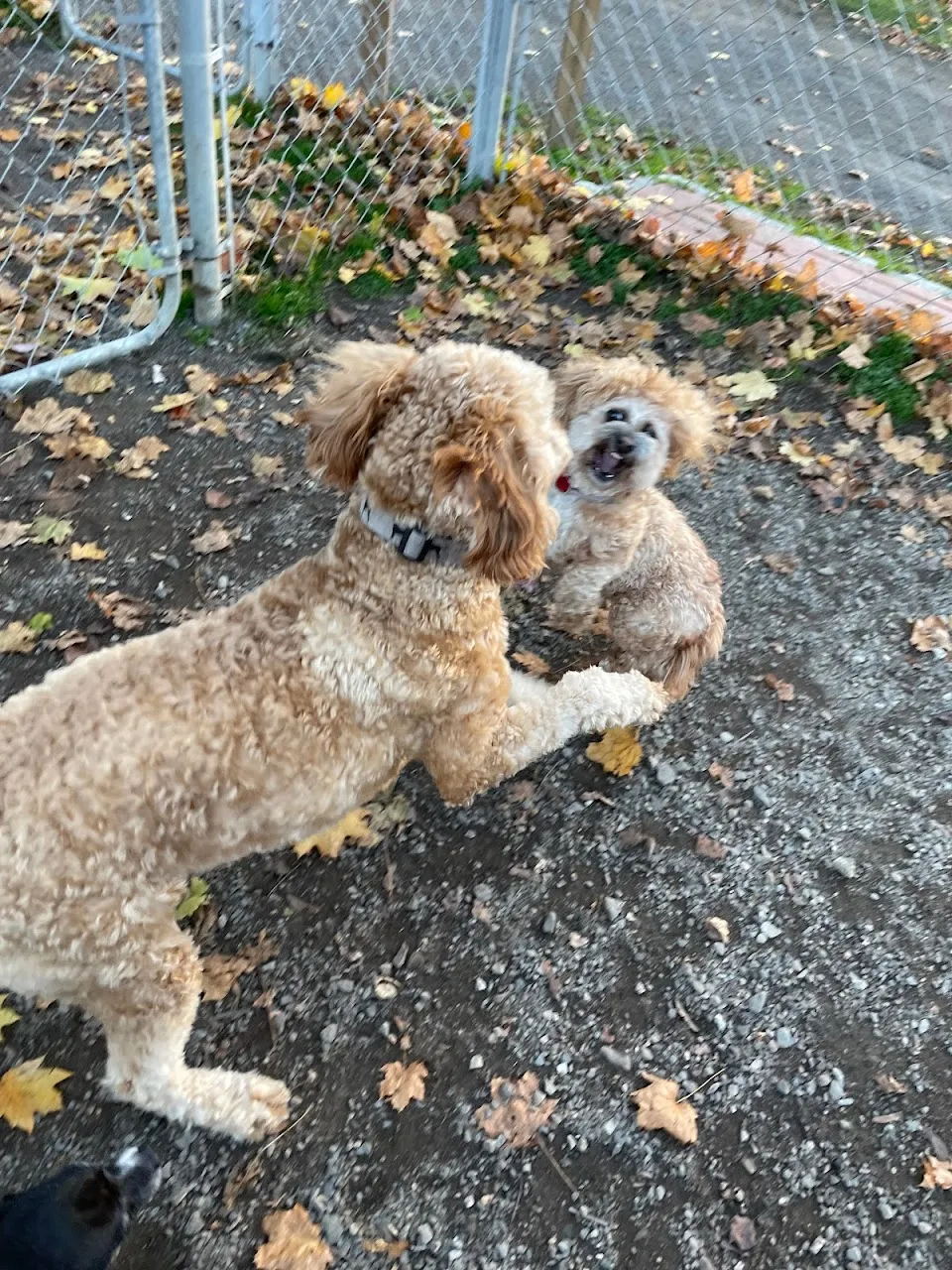 Greenwood Lake Bark Park