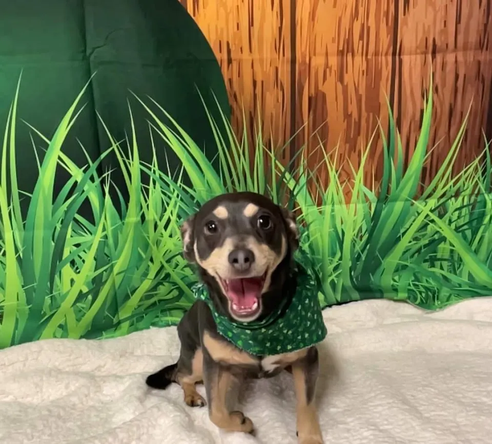 The Grooming Room Pet Resort