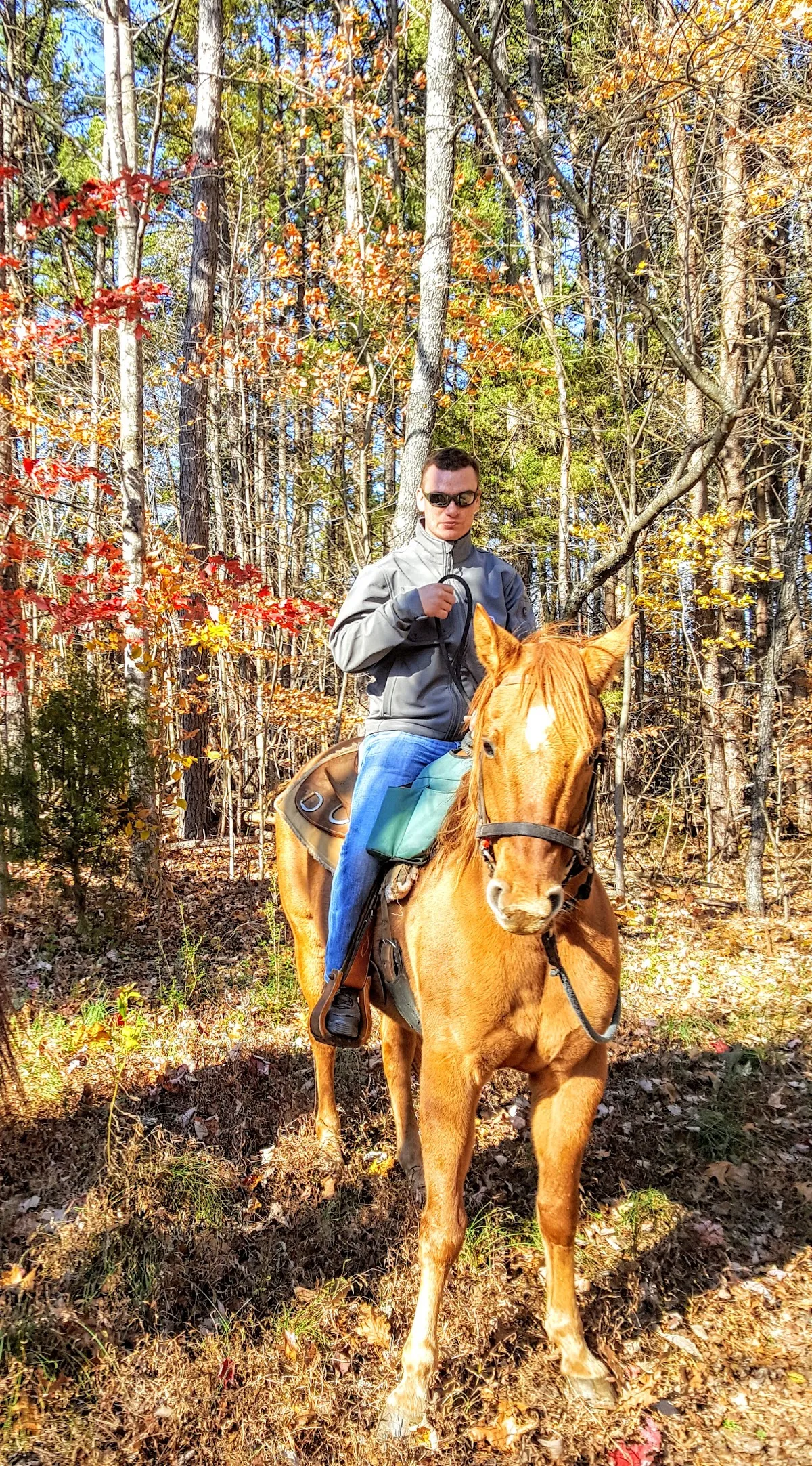 Bregman's Pleasure Horses