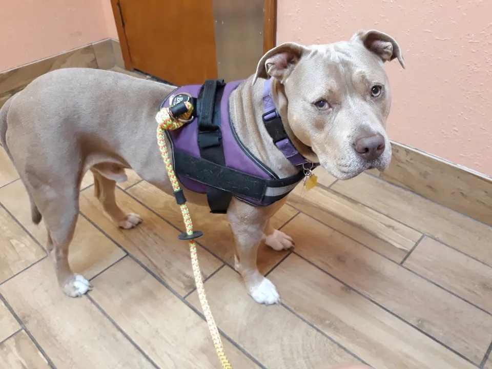 Beachwood Animal Clinic