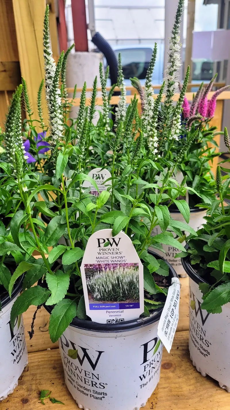 Wolfe's Lil Garden