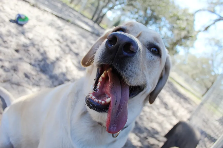 Unique Dog Boarding, Inc