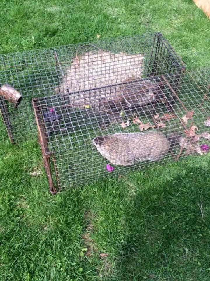 Wildlife Removal St. Louis