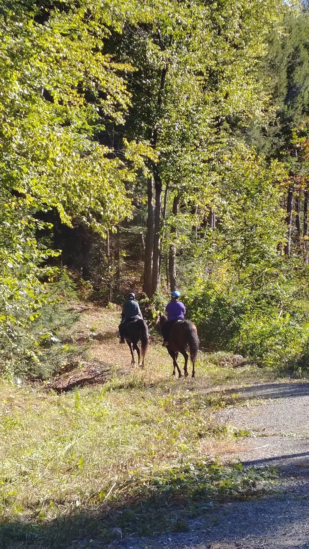 Lipfert Forest