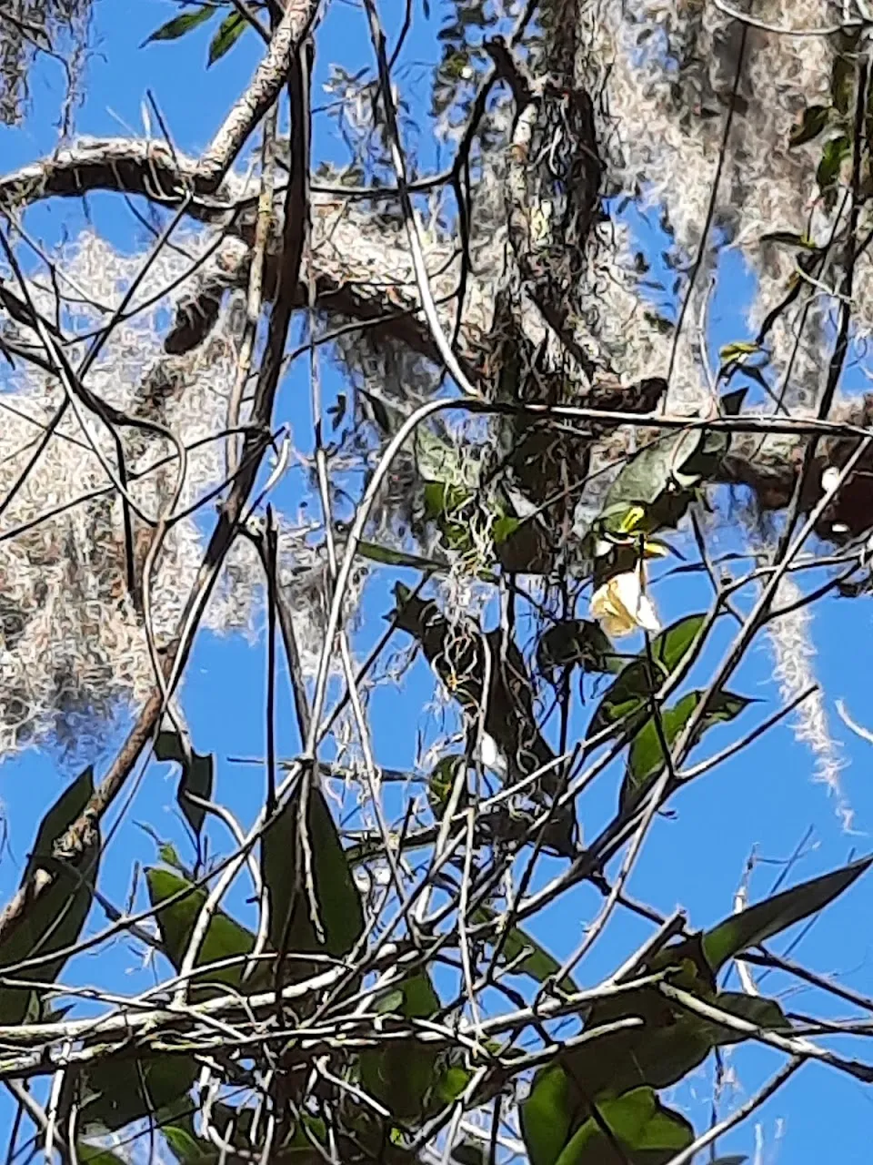 Cypress Lakes Preserve