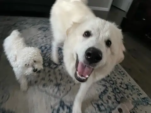 Libbylu’s Puppy Do’s