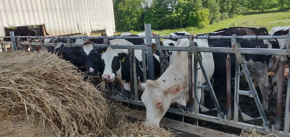 Sprucegate Holsteins Farm