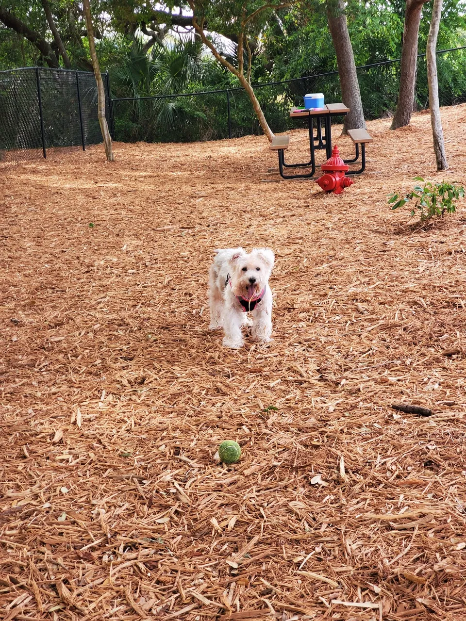 Happy Tails Dog Park - Ponce Inlet