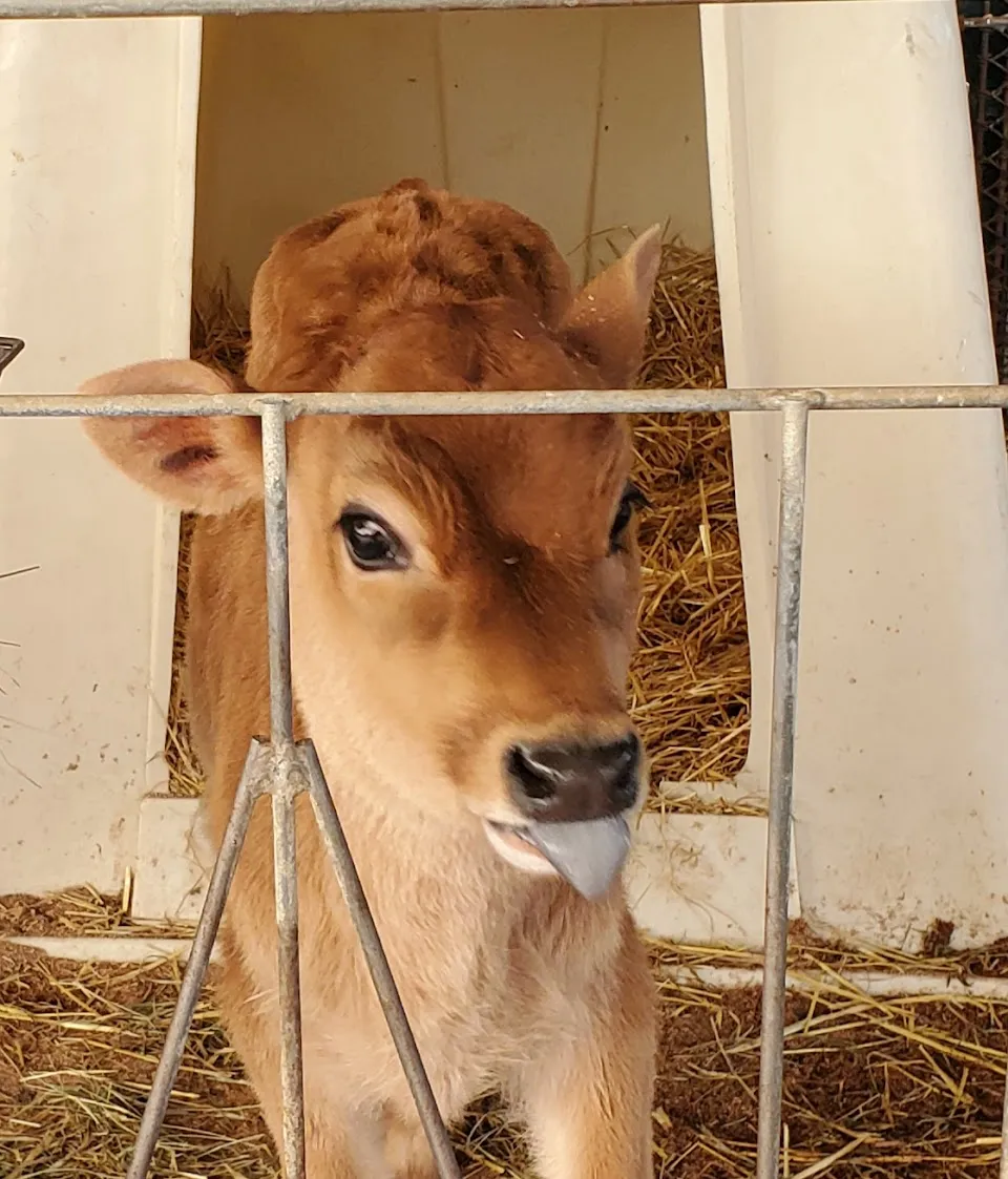 Freedom Hill Farm