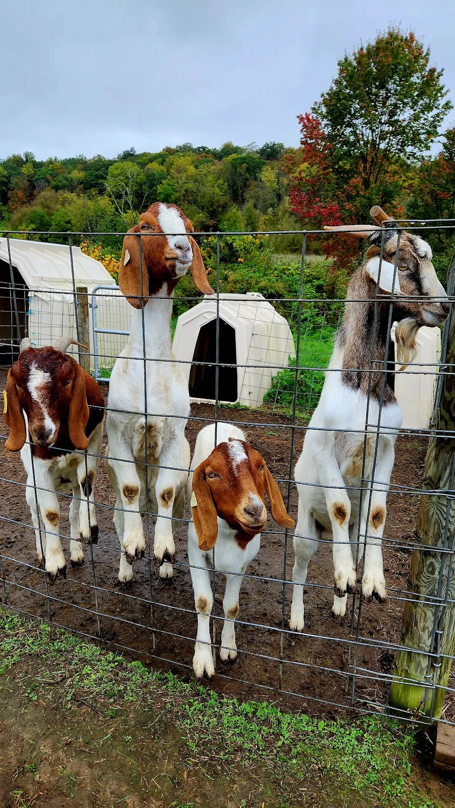 Apple Ridge Orchards
