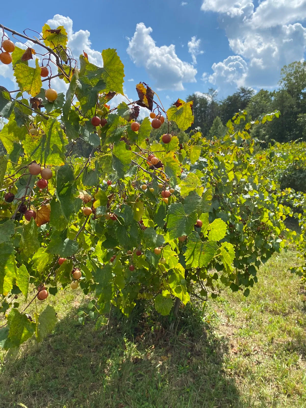 Dragon Glass Winery