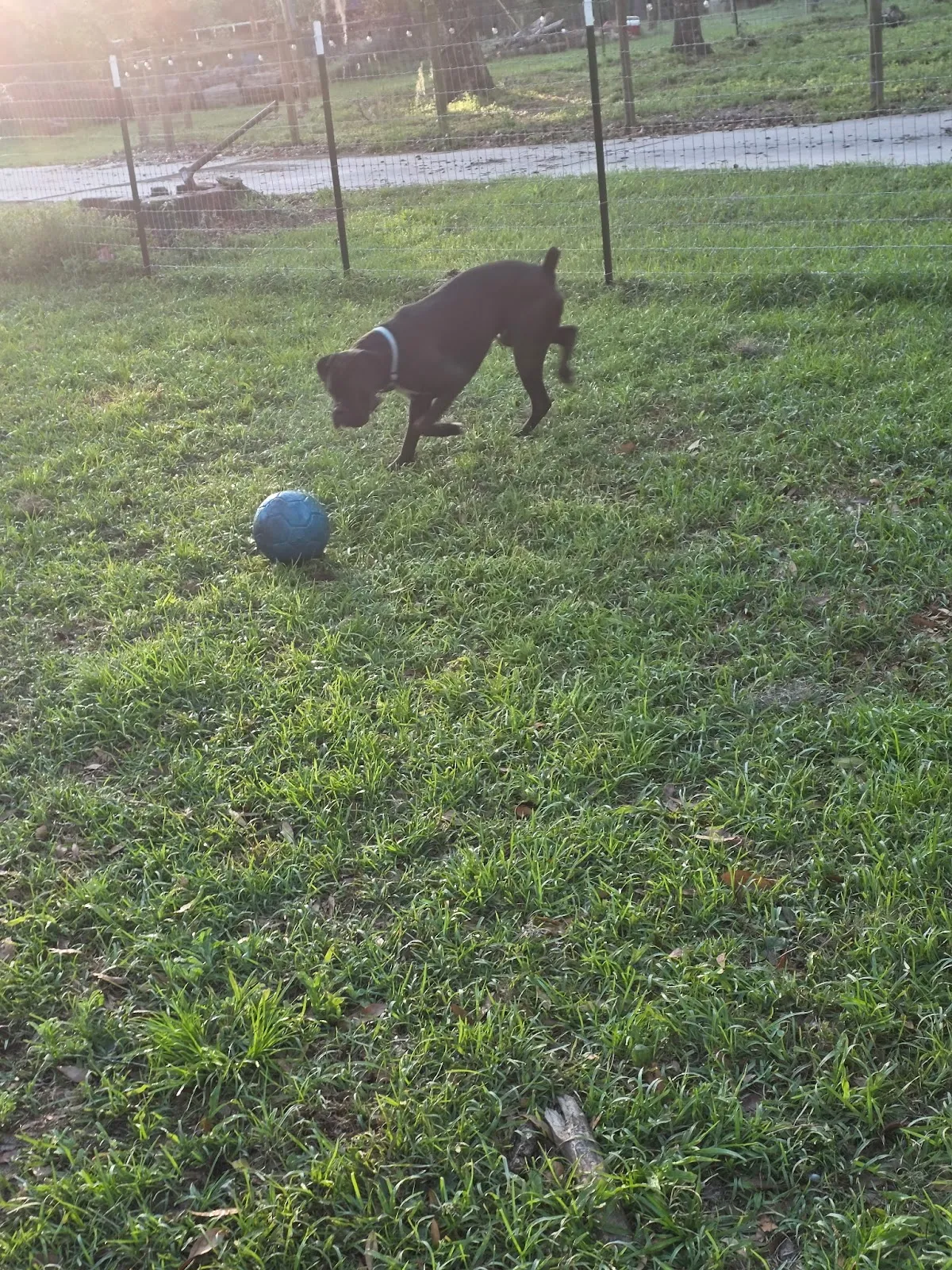 Staci's Pet Sitting & Training LLC
