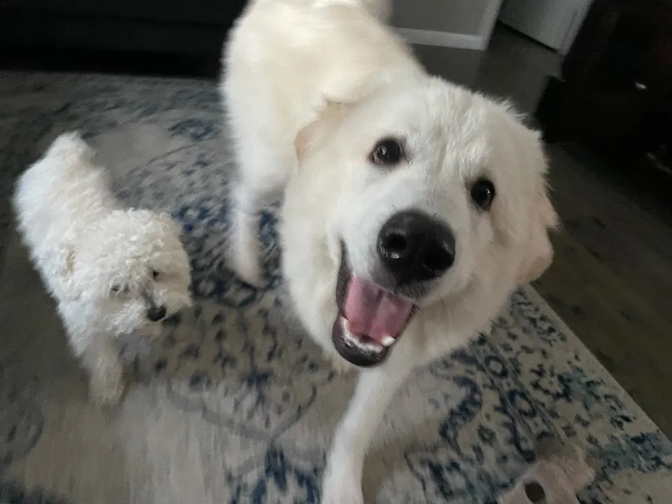 Libbylu’s Puppy Do’s