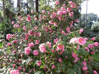 Coastal Georgia Botanical Gardens at the Historic Bamboo Farm