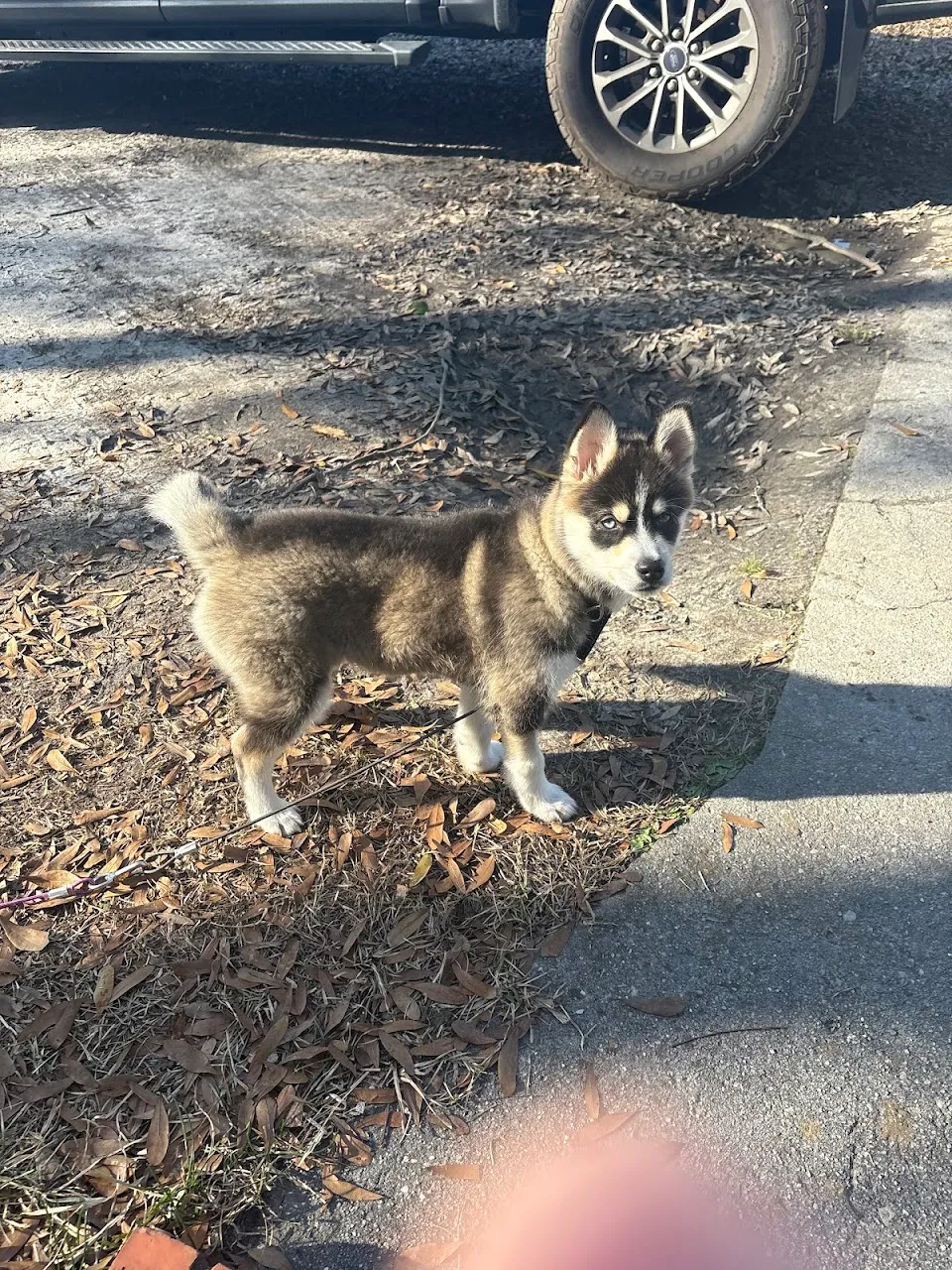 Woofers Pet
