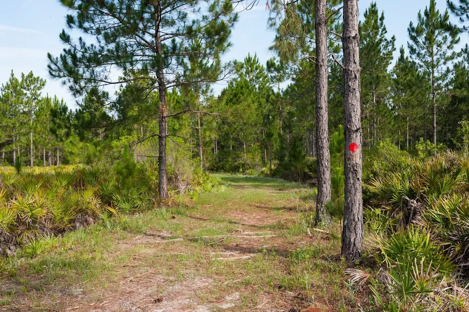 Palm Bluff Conservation Area