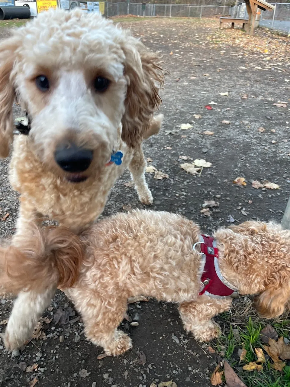 Greenwood Lake Bark Park