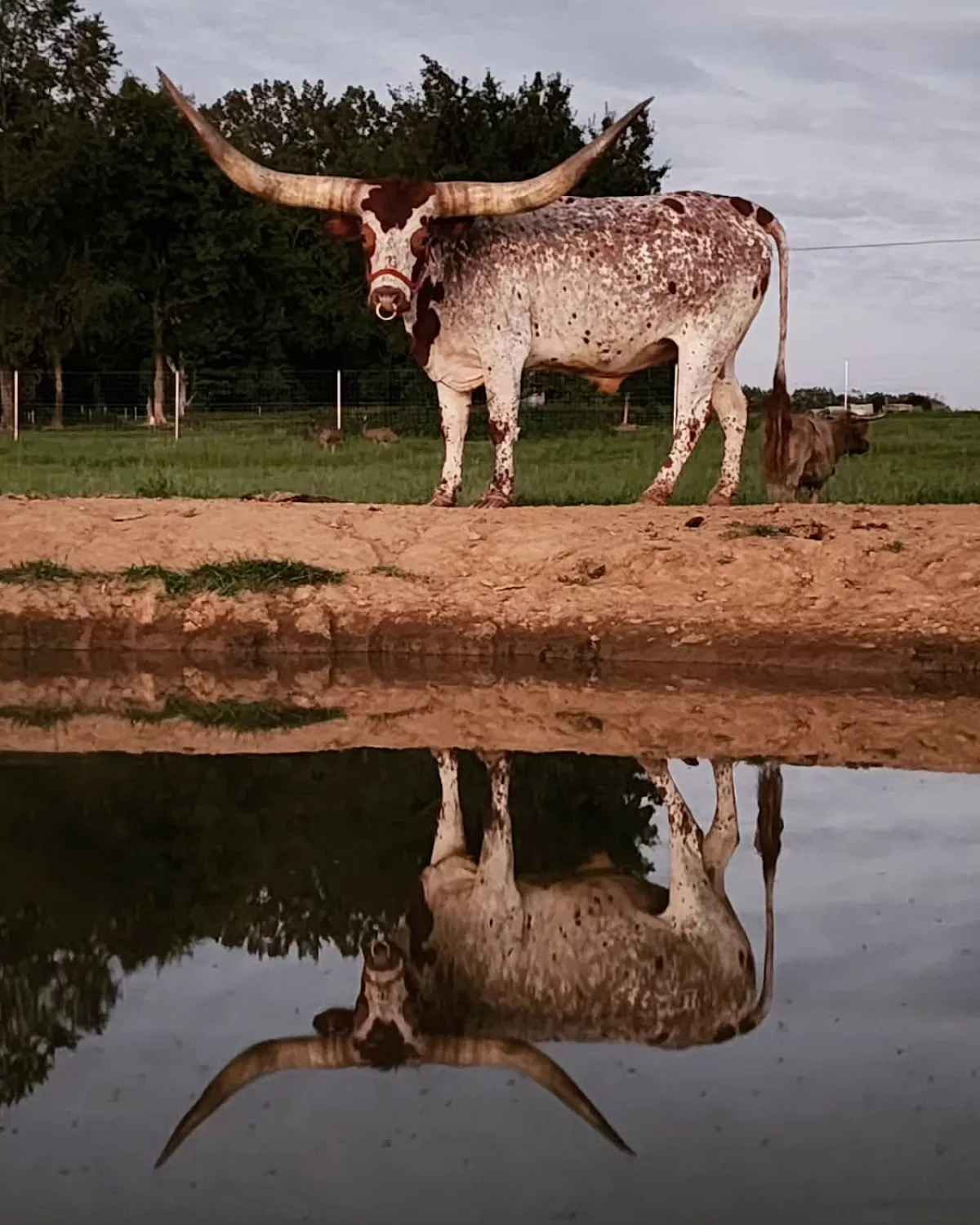Krazy W Farm