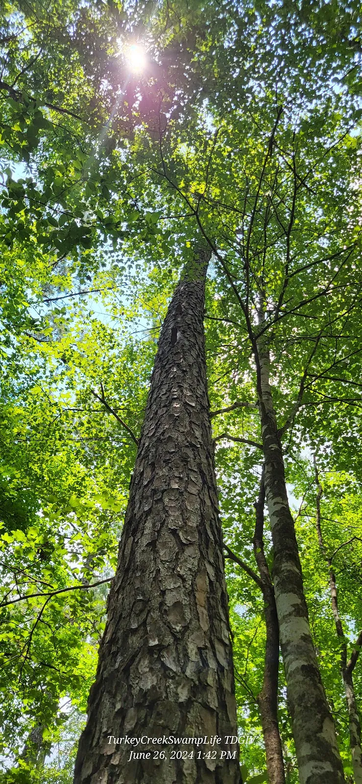 Lake Moultrie Passage Trailhead
