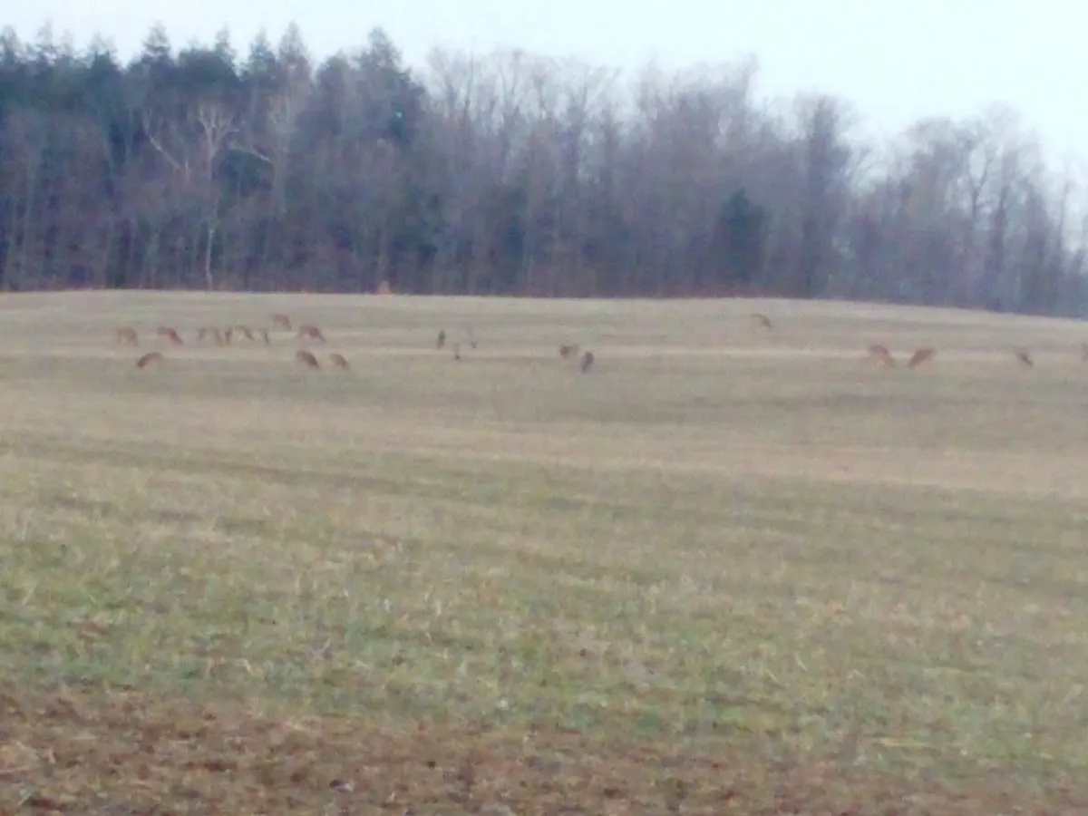 Cold Springs Farm