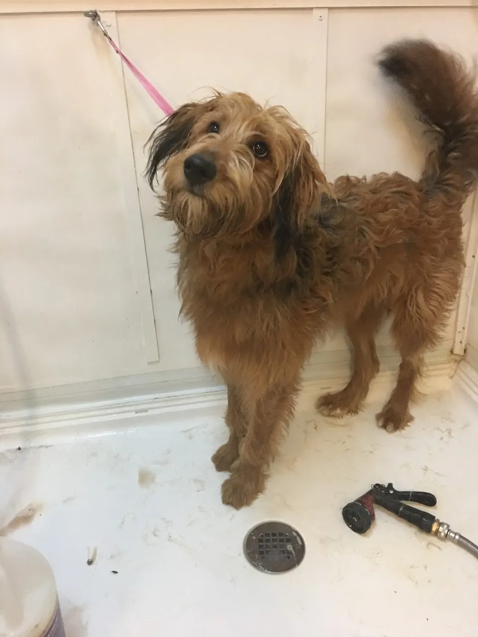 Shady Oaks Boarding Kennel