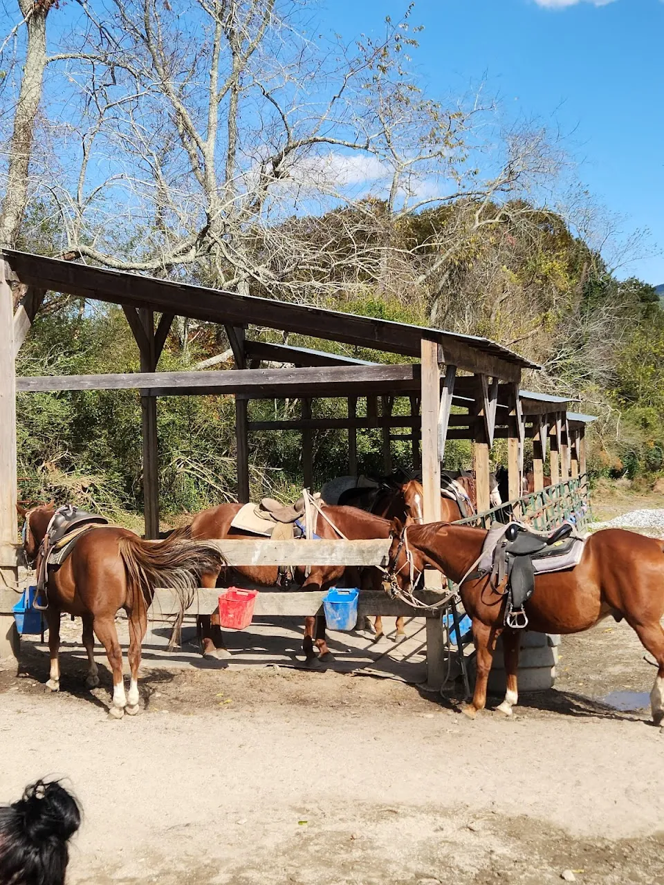 Dillard House Stables