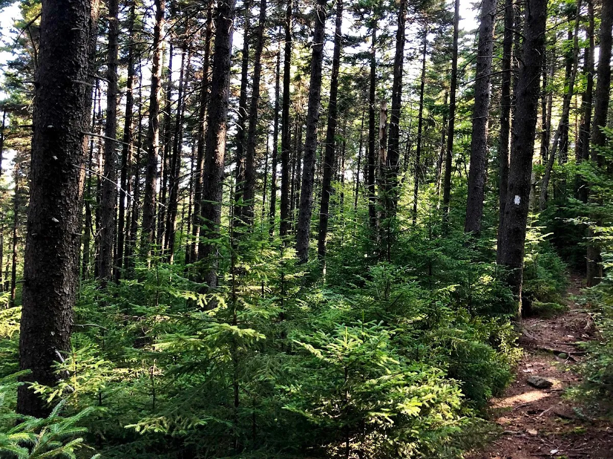 Monadnock-Sunapee Greenway Trail, General Washington Shelter