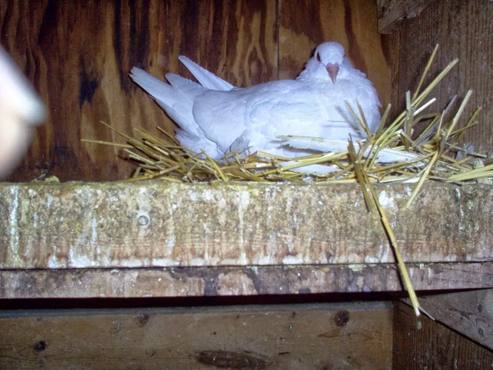 A. H. Herb'n Craft Farm