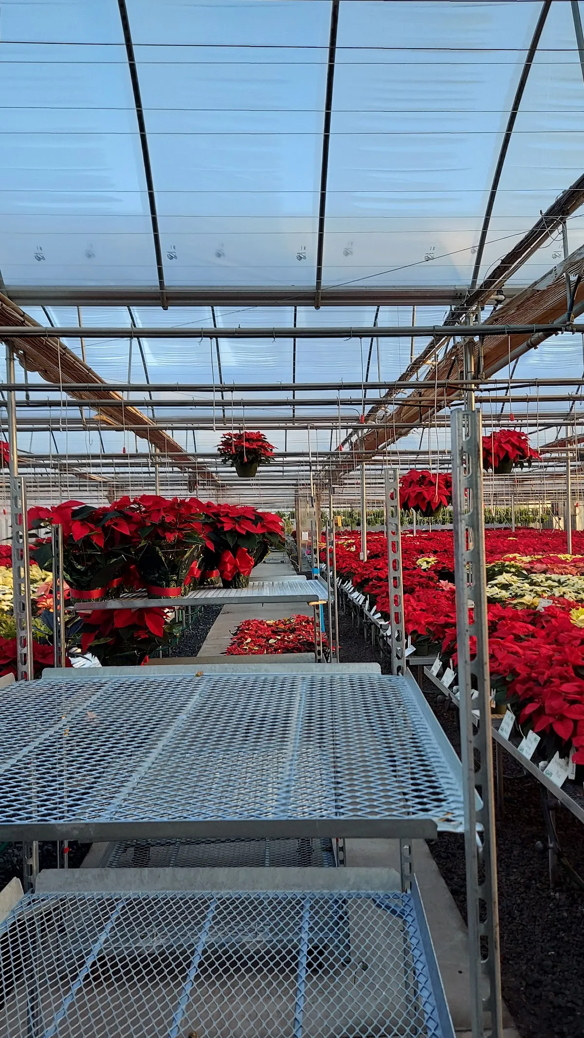 Mitchell's Nursery & Greenhouse Inc.