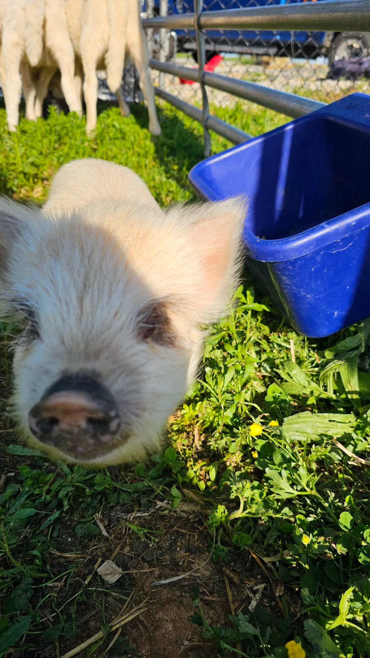 Krazy W Farm