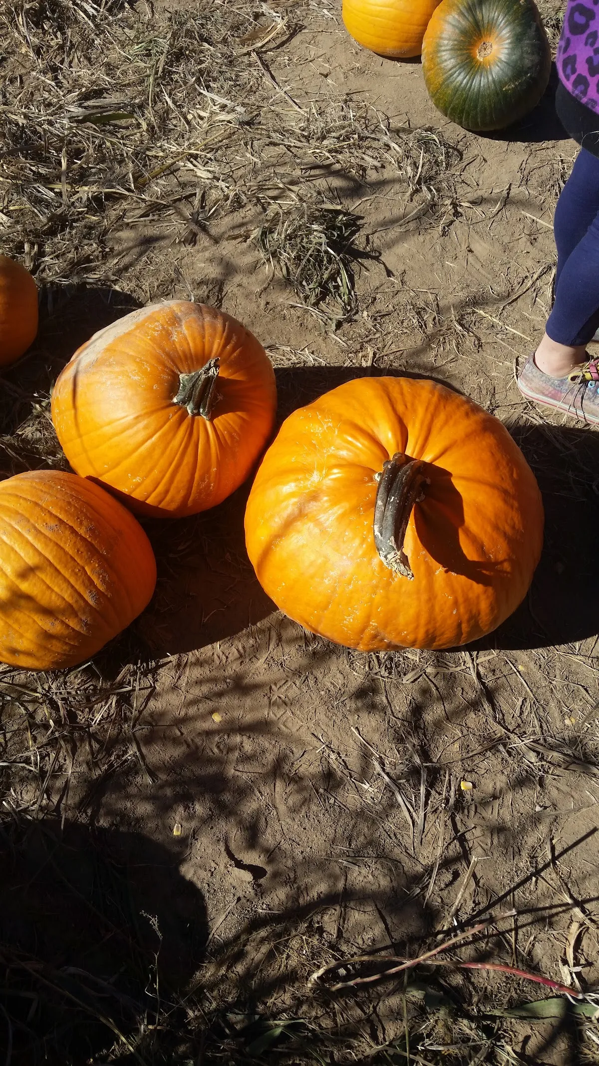 Pick a Pumpkin Pumpkin Patch